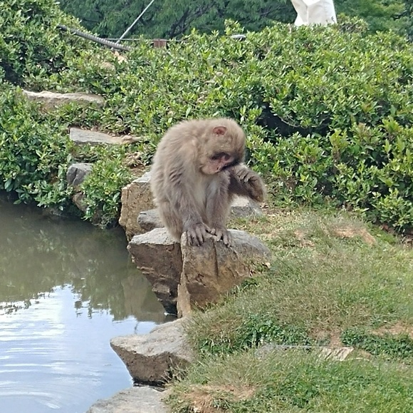 Meet your Posher, Sage - Picture 1 of 1